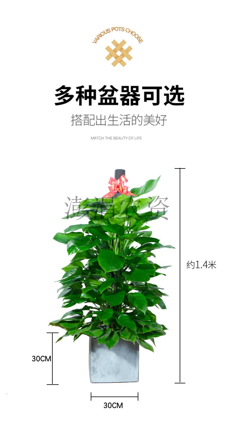 盆栽室內大葉綠蘿柱客廳辦公室綠植盆栽 魚七秒 大葉綠蘿柱(水泥圓盤)