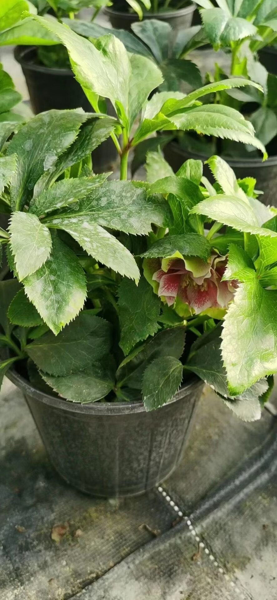 涞思芊品质保证进口铁筷子圣诞玫瑰盆栽铃铛花苗易养多年生极耐寒带花