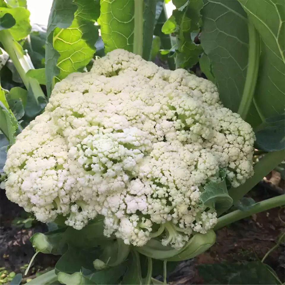 湖北菜花新鲜花椰菜松花青梗花菜无公害花菜散花蔬菜花菜5斤纸箱散花