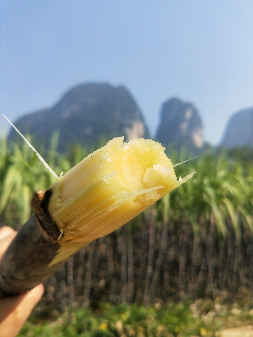 广西甘蔗照片图片