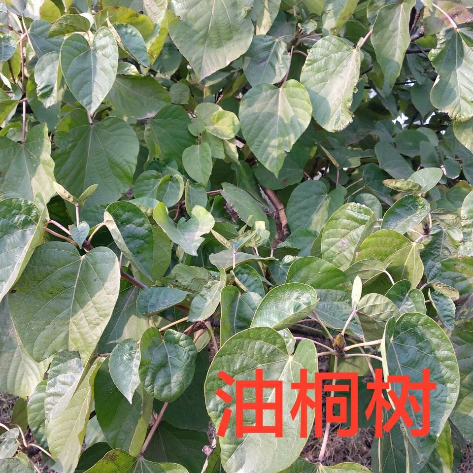 【京品严选】油桐叶中药材桐子叶油梧桐叶桐子树叶新鲜干货500克 500