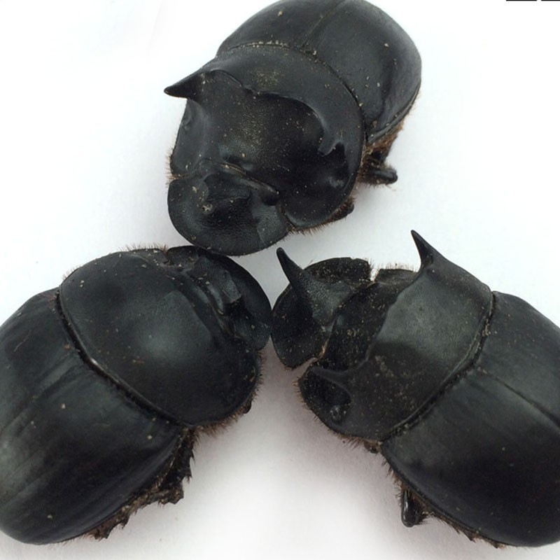伟博100克大将军屎壳郎蜣螂虫推粪虫推粪虫推屎爬屎蛒螂粪球虫中药材