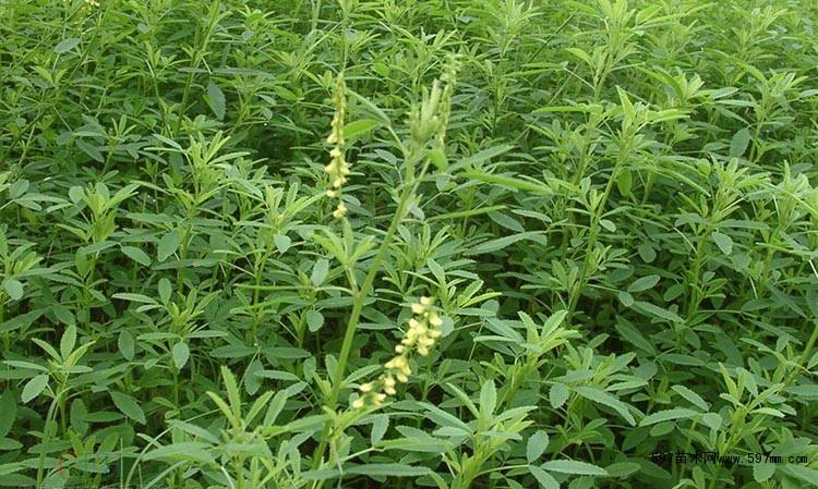 草木樨种子 草木犀 蜜源植物 黄花草 牧草型 绿肥 耐寒耐贫瘠草籽qcdd