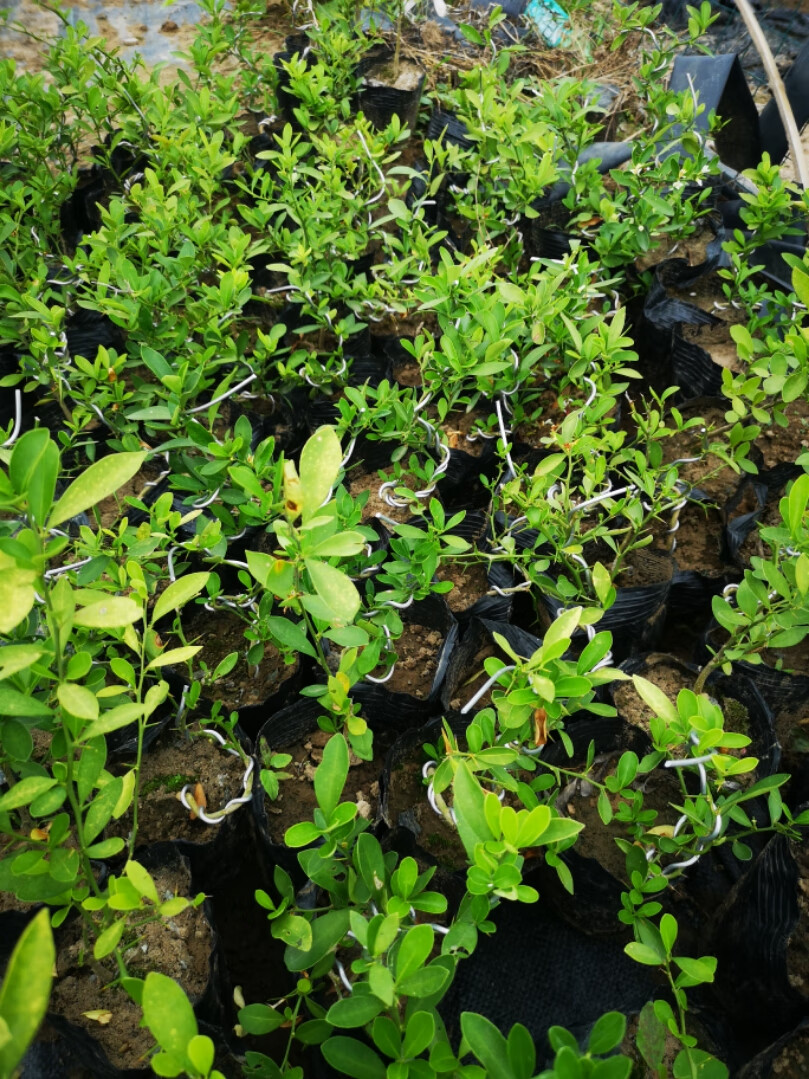 园艺金豆苗金豆盆景苗杯苗金豆小苗金豆杯苗三级苗2棵带盆栽好