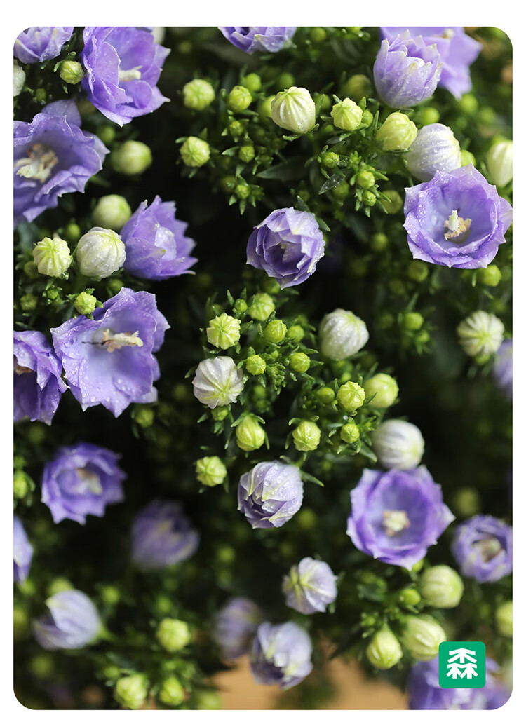 flowerplus花加【太阳神-重瓣风铃草】植物界老寿星与花园小精灵现代