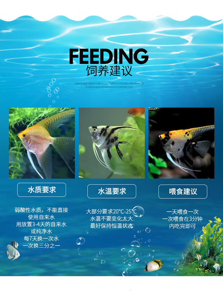 七彩神仙鱼小型淡水鱼红头三色黑白神仙鱼小中型热带鱼观赏鱼燕鱼 6cm