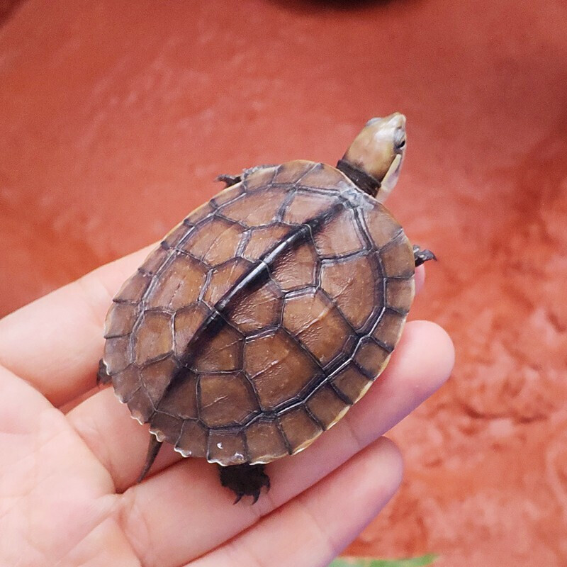 [京选推荐]南石乌龟活物 欧亚南石龟宠物乌龟龟苗活体长寿淡水龟碌 1
