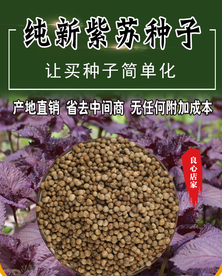 山谷里的居民紫苏种子绿苏日本紫苏种子正面绿色背面紫色紫苏种子300