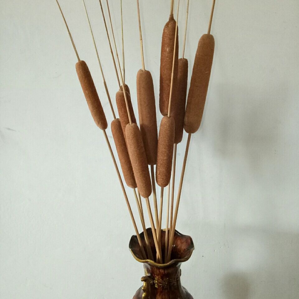 芊阙天然香蒲棒干花家居装饰摆件摄影道具水风干植物干枝蒲绒20支60