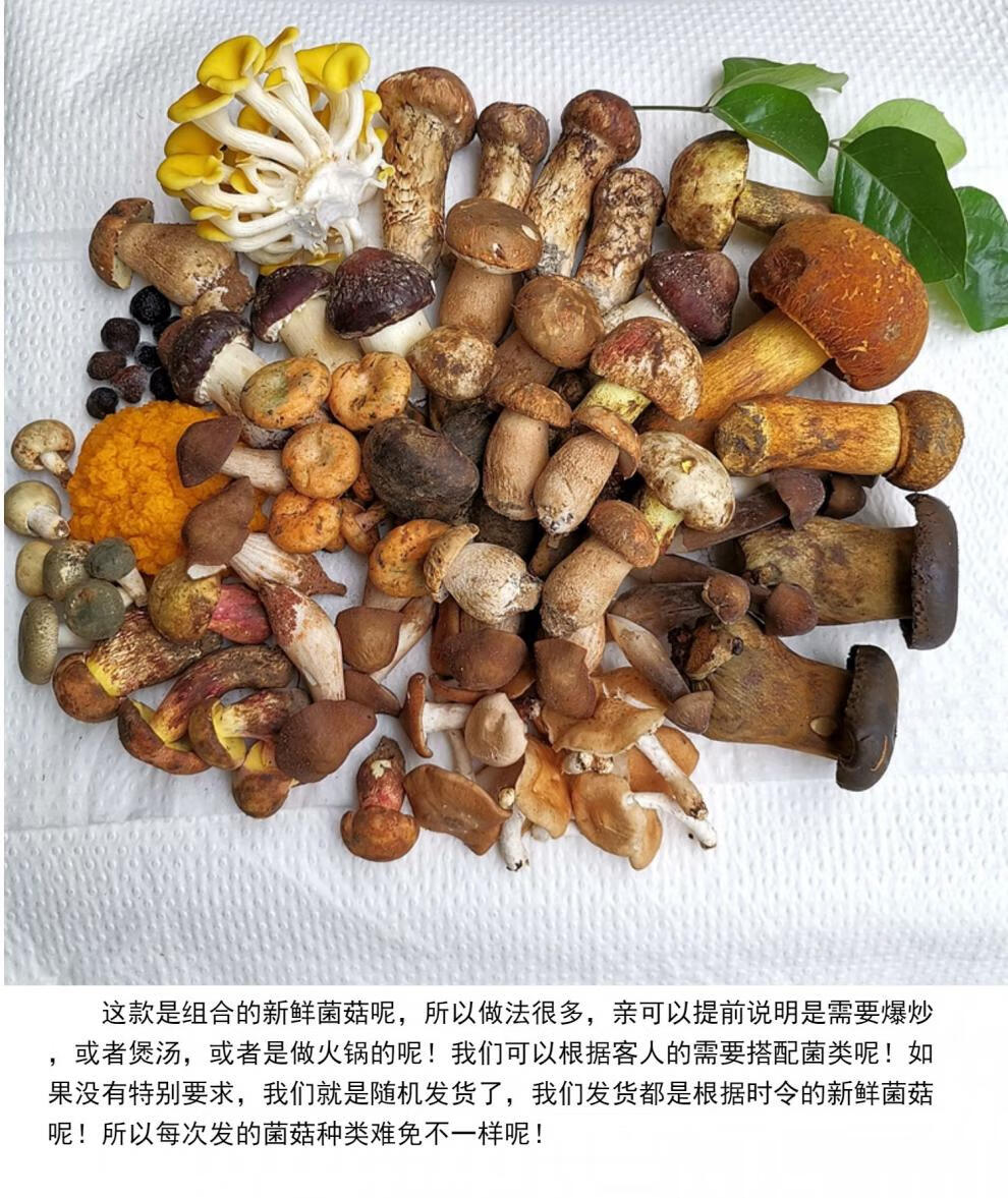 新鲜杂菌蘑菇组合两斤装10种菌以上野生松露牛肝松茸鸡枞羊肚空运新鲜