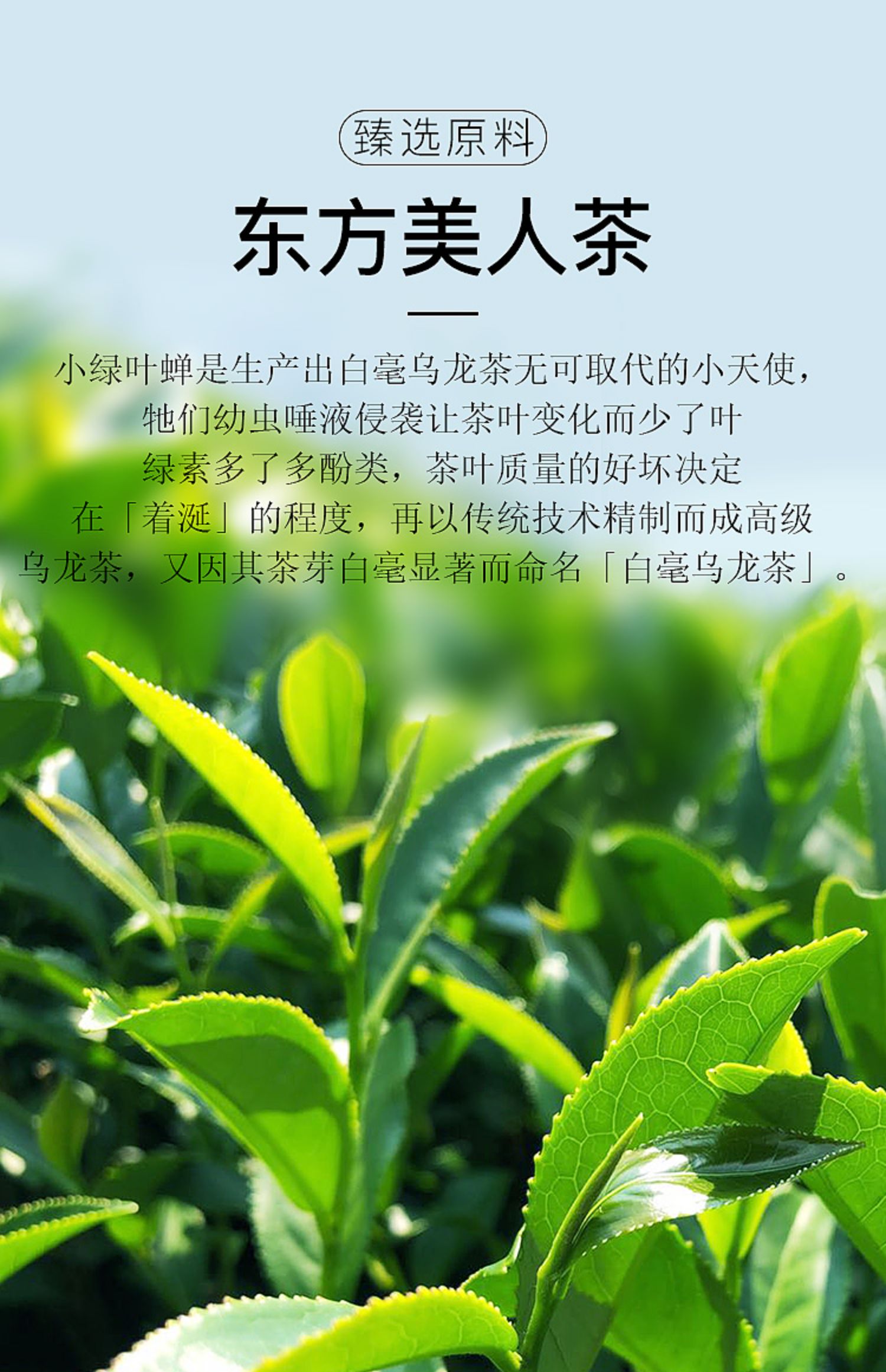 东方美人茶花蜜香白毫乌龙茶香槟乌龙茶膨风茶高山乌龙茶虫咬茶100g【