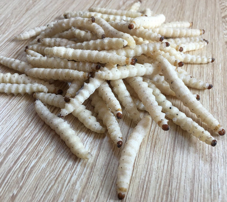 云南特产冰鲜新鲜竹虫竹节虫竹蜂蜂虫笋食用昆虫下酒菜顺丰 1斤装