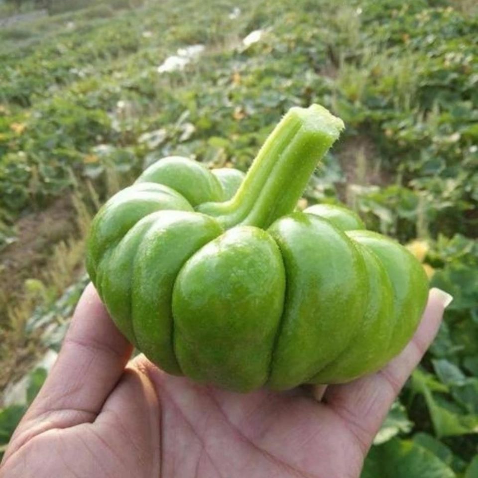 云南姜柄瓜新鲜小麦瓜面瓜小南瓜嫩南瓜小瓜新鲜蔬菜农家自种蔬菜 2斤