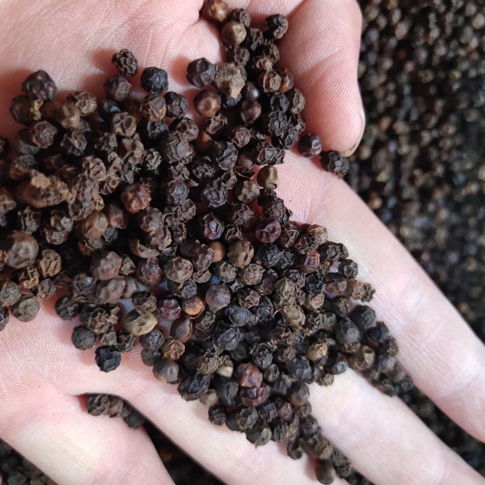 中药材 黑胡椒粒 黑胡椒 50g 可打粉 500克 正品黑胡椒粒【图片 价格