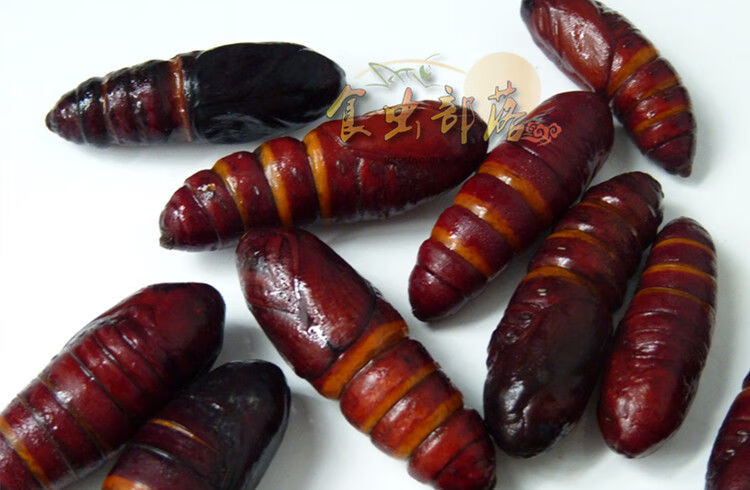 花初醒新店新鲜松虎蛹松毛虫蛹针蛹食用昆虫油炸烧烤生鲜冷冻运输