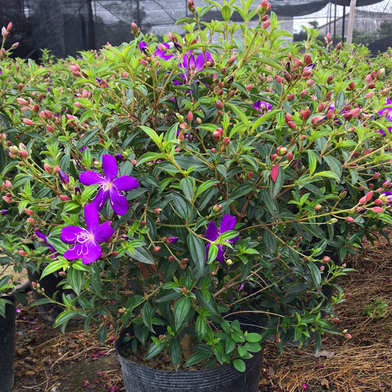 售后保障卖家服务京东承诺京东平台卖家销售并发货的商品,由平台卖家