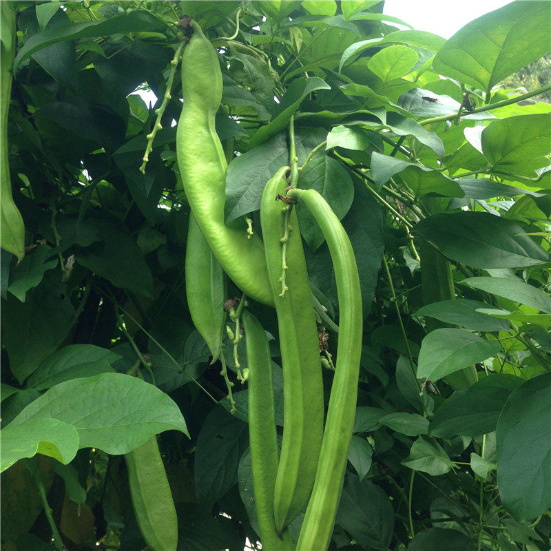 大刀豆现摘新鲜生刀豆农家自种嫩刀豆剁椒原料泡菜刀把豆1斤5斤亏本