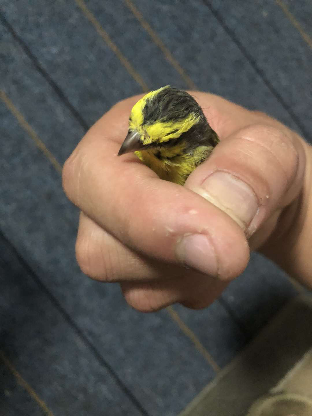 金青鸟活体灰燕鸟黑喉鸟柠檬燕鸟大金黄鸟鸣叫 吉大母一只【图片 价格