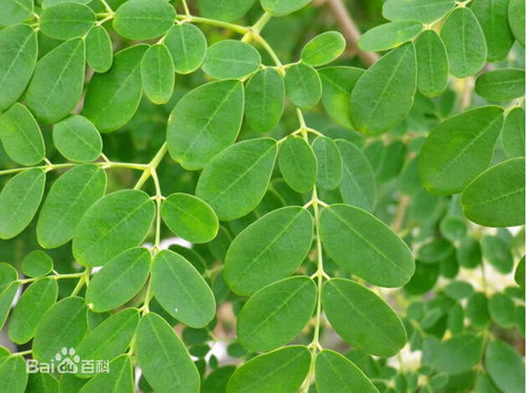 辣木籽植物图图片