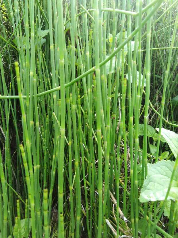 新鲜干木贼草 节节草 接骨草 笔筒草 中药材 鲜干