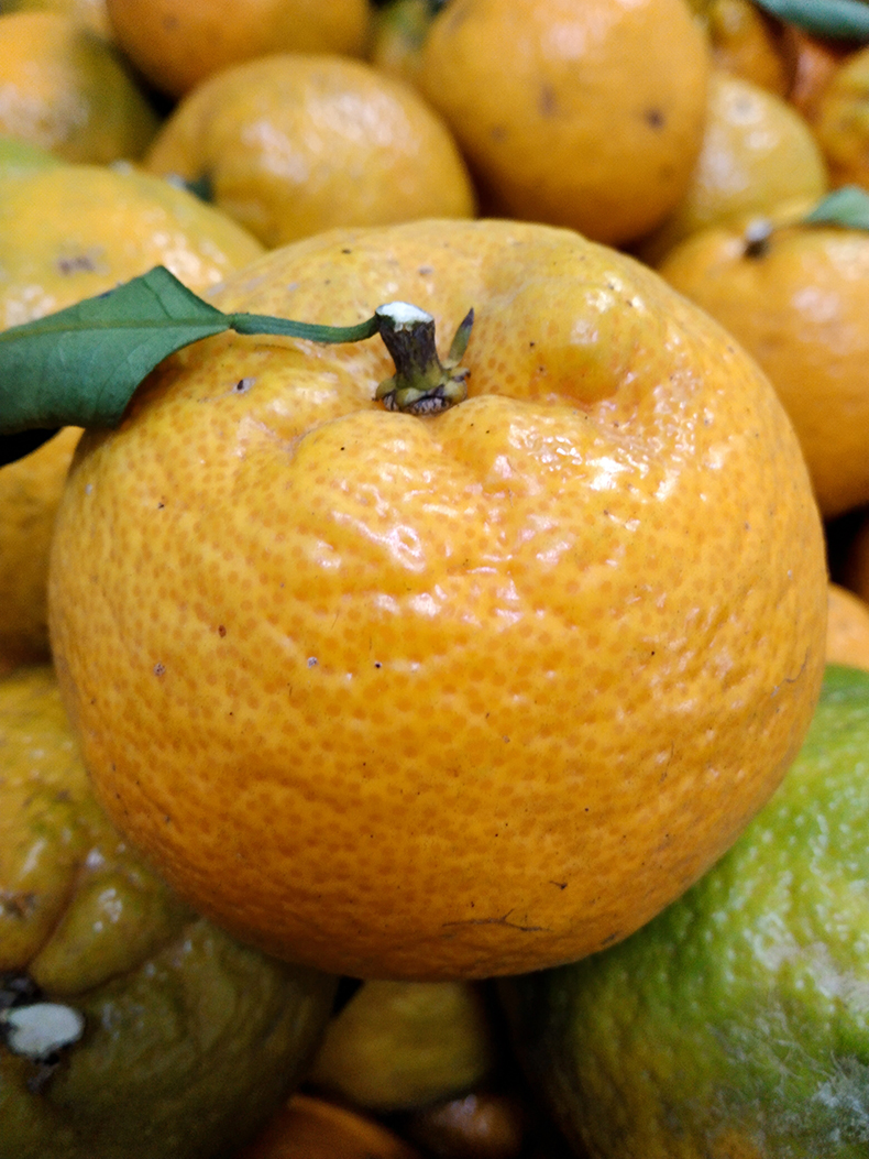 温州瓯柑5斤 特产苦桔子苦柑农家应季新鲜水果橙瓯柑10沃 5斤 【小果