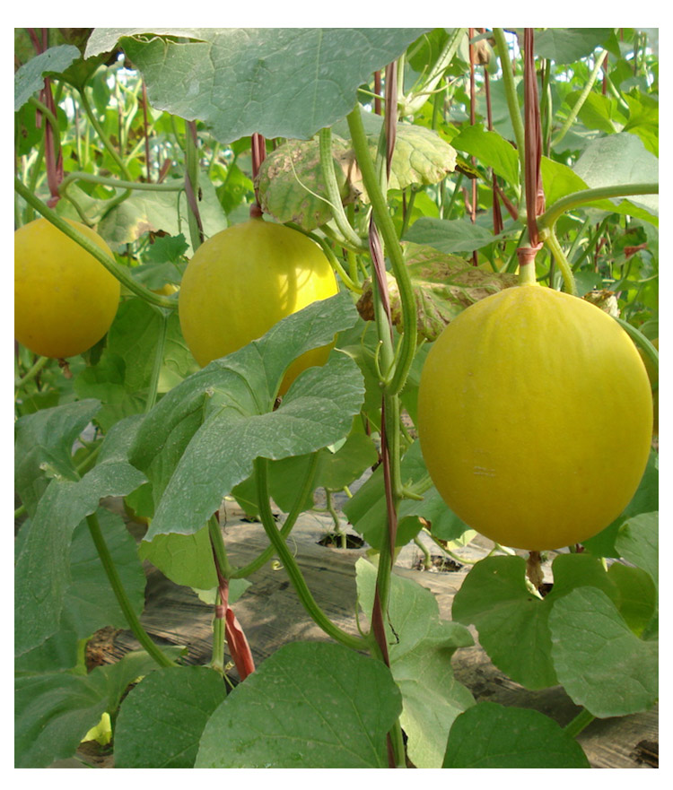 甜瓜种籽老品种香瓜口感香甜皮薄果皮果肉绿色蔬菜种子孑 一窝蜂梢瓜