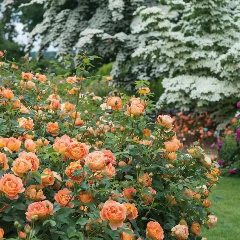 薔薇花苗 無刺爬藤玫瑰花苗帶花苞四季開花卉觀花植物陽臺庭院大花