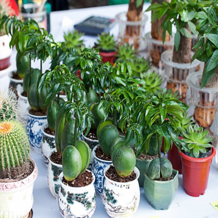 小盆栽 盆景 办公室 桌面 绿植 花卉 带盆 开心果含陶瓷盆 带盆栽好