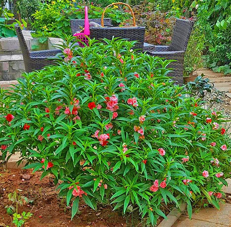 鳳仙花指甲花花籽春夏秋冬播四季種易活花卉種子室內植物庭院花草