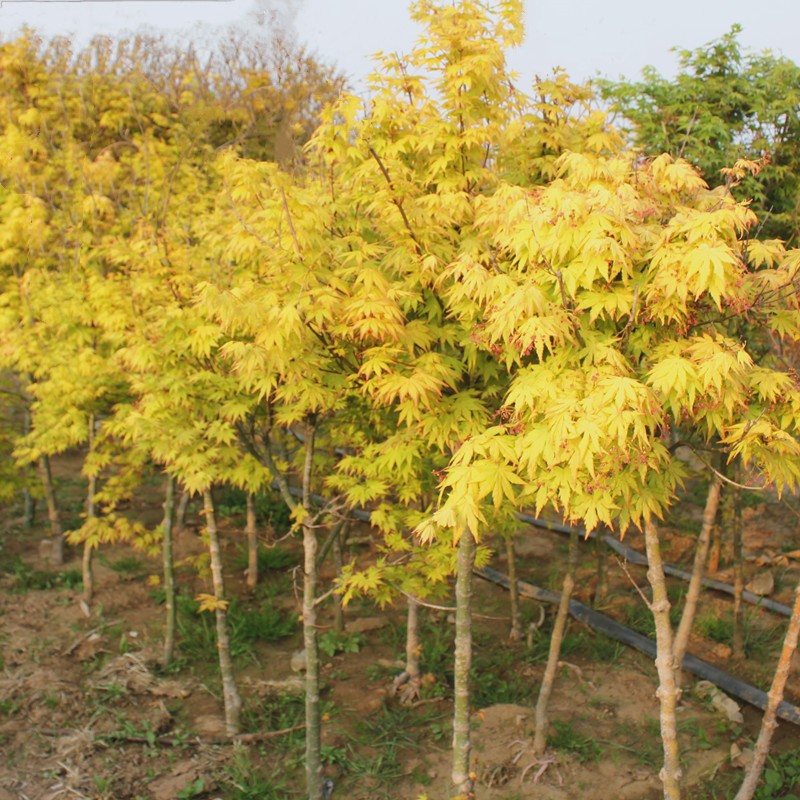 黄金枫树苗 日本橙之梦原生苗 南北方盆栽地栽庭院种植黄金枫小苗赤