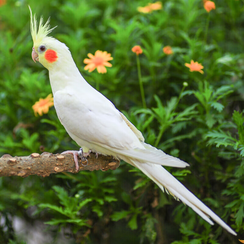 推荐】【包下蛋】虎皮鹦鹉活鸟幼鸟鸟笼活体鸟类活宠物鸟手养鹦鹉小鸟