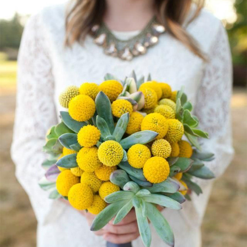 万花丛 金绣球种子30粒黄金球金槌花籽可干切花室内外阳台盆栽春播夏