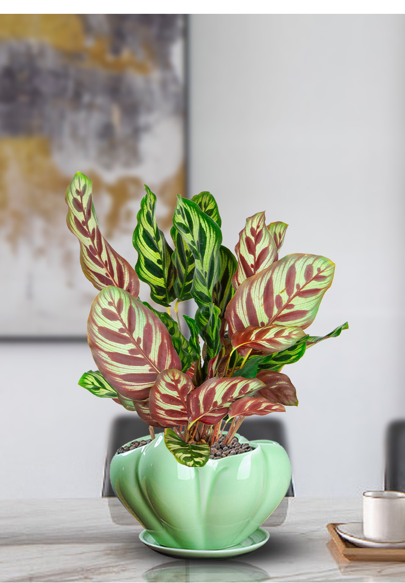 赞璐桐 【品质保证】孔雀竹芋盆栽植物室内花办公桌面花卉观叶客厅