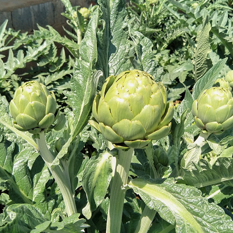 国产绿球朝鲜蓟清香甘甜洋蓟特色蔬菜西餐春秋季蔬菜法国百合 2斤