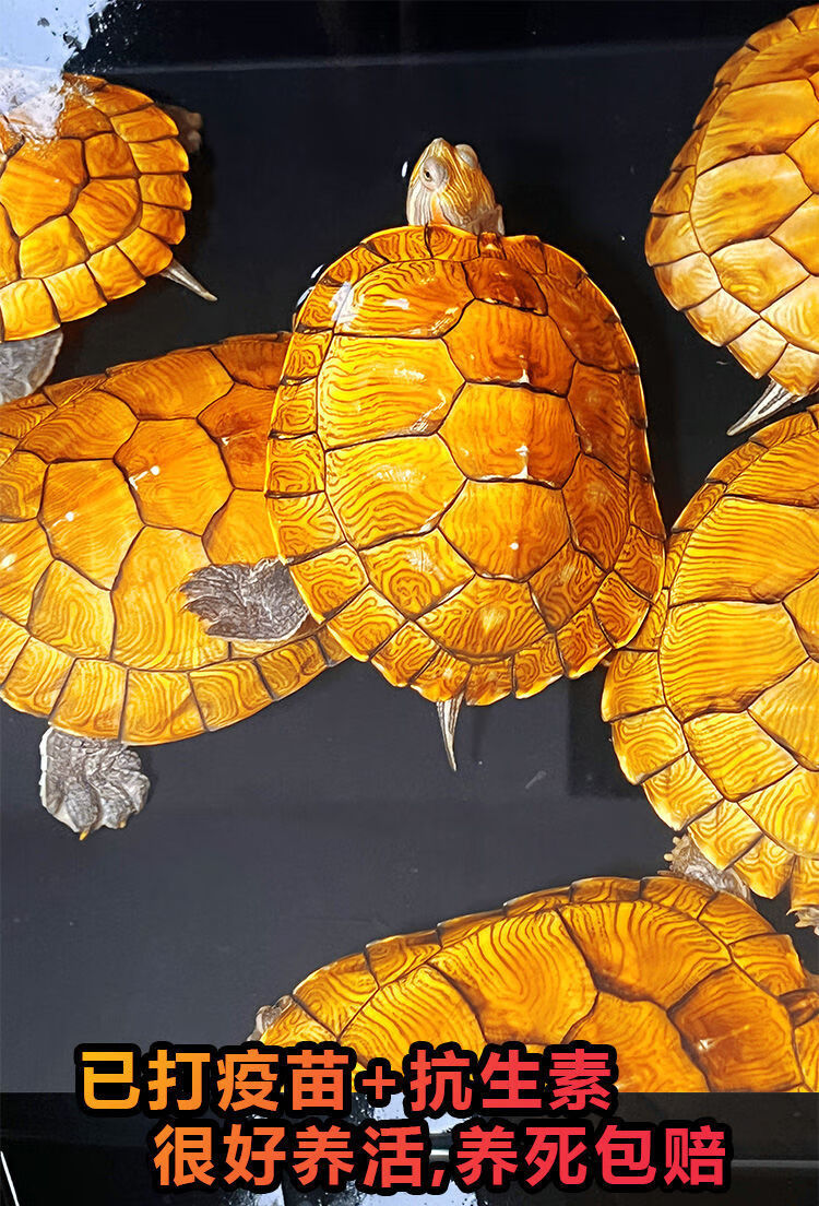 黄金招财龟招 财金钱观赏龟稀有宠物小乌龟活物吃菜