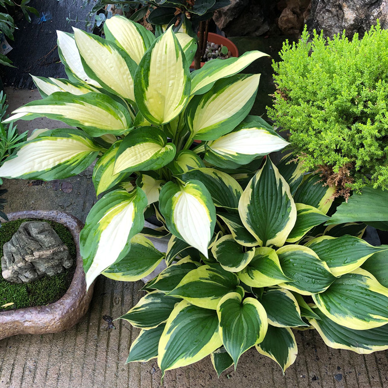 荷兰玉簪花苗室内外观叶植物多年生宿根花卉玉簪盆栽阳台庭院植物ff