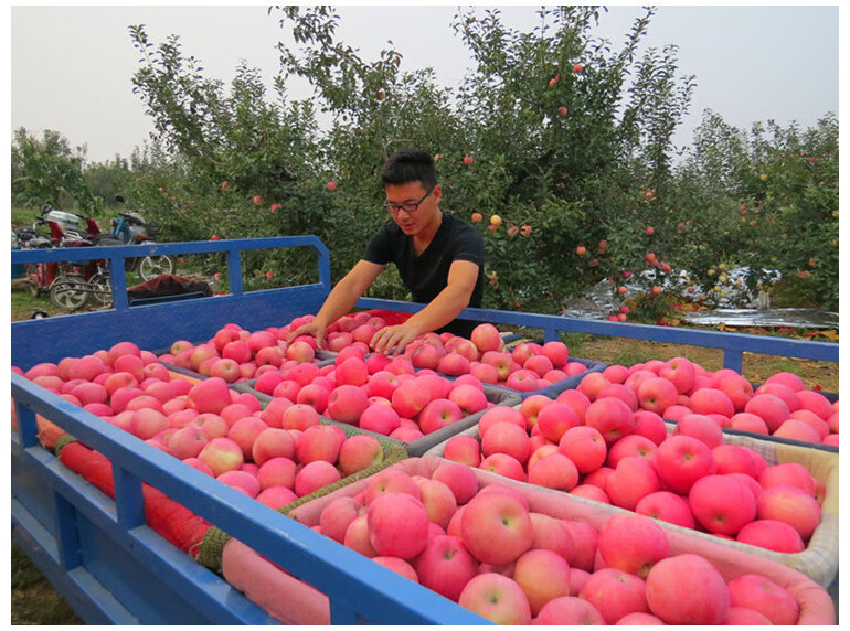 山东烟台红富士栖霞苹果礼盒装新鲜水果10斤当季现摘一级大果冰糖心脆