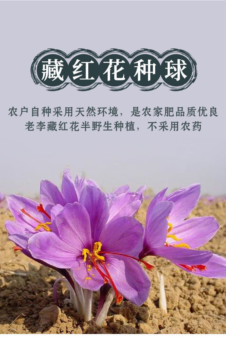 祉鹿藏红花种球番红花种子球根食用泡茶养生花苗盆栽耐寒花卉植物11号