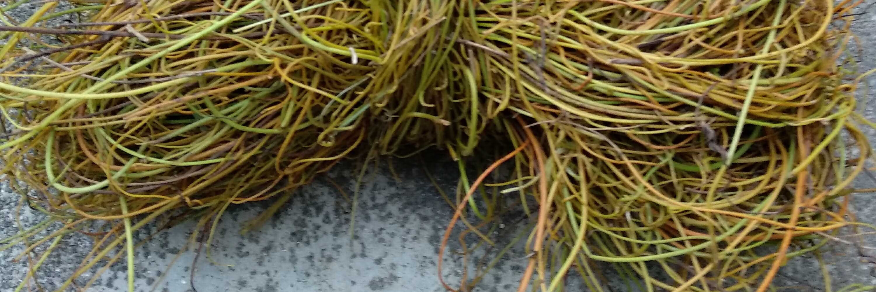 伟博6765精选新鲜无根藤无头藤无娘藤金丝藤罗网藤无根草现采500g