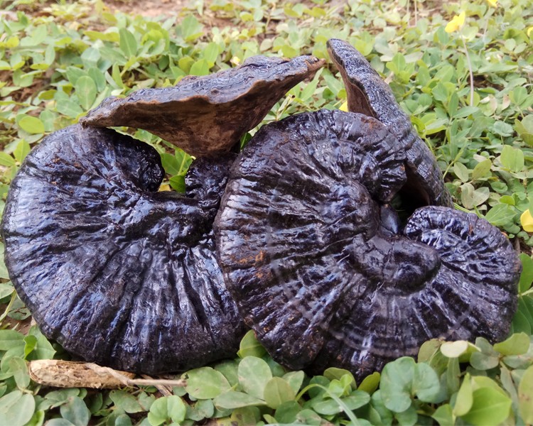 京选优品黑灵芝云南深山整枝黑林芝黑芝半灵芝500g赤