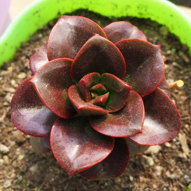 园艺多肉植物清棚小贵货彩色钱串办公室内老桩稀有新款 彩色赤豆7cm