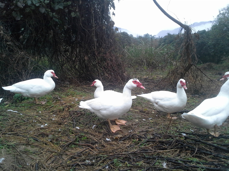 土鸭农家散养正番鸭红脸鸭肉新鲜老鸭笨鸭子生鲜鸭肉红鼻鸭 6斤
