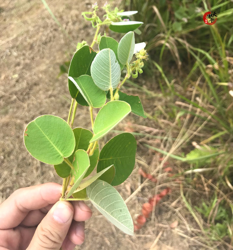 伟博金钱草中草药广西大小叶金钱草茶广金钱草冲剂 广金钱草500g【买