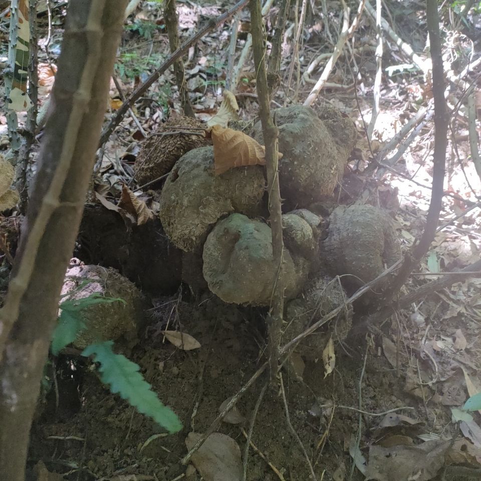 偉博新鮮薯莨血三七 染布薯 硃砂蓮 紅藥子下單現採中藥材 1kg(兩斤)