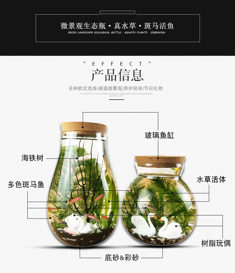 微景观生态瓶观赏鱼虾好养活真水草迷你桌面小鱼缸diy作业礼物生态瓶微景观水族箱造景斗鱼缸韩锦生态瓶圆柱河沙绿菊花 图片价格品牌报价 京东