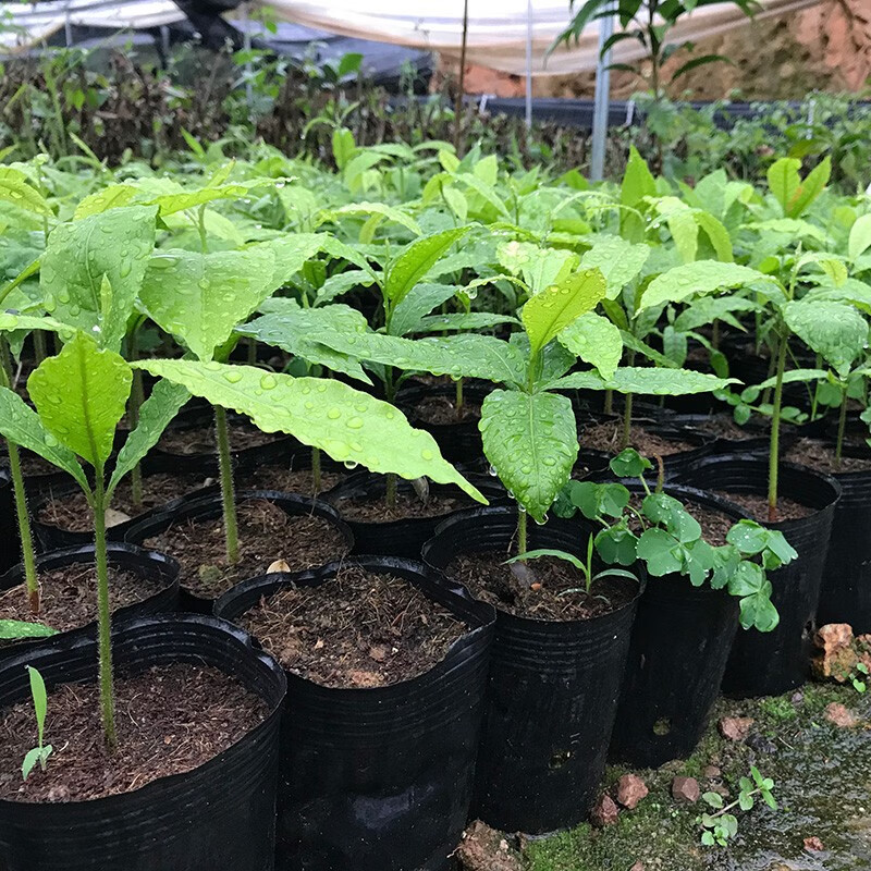 黄晶果树苗新品台湾冬蜜久大久蜜大金莎黄晶果苗庭院盆栽树苗2棵原生