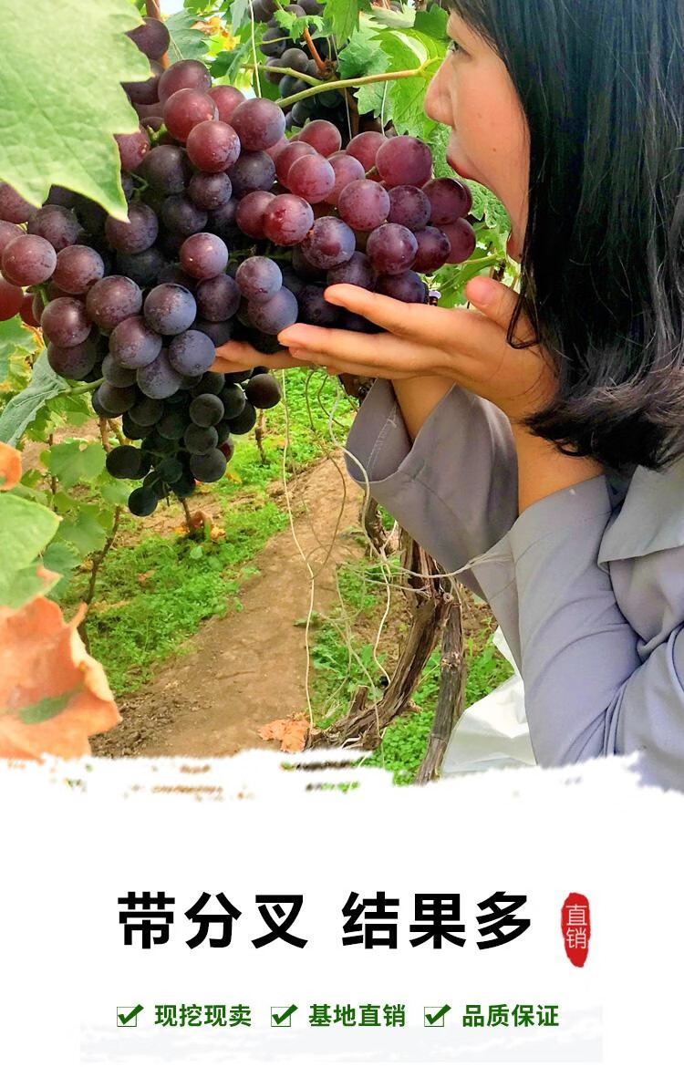 菜友葡萄苗巨峰葡萄树苖盆栽带土带叶爬藤嫁接南北方种小蜜蜂葡萄树苖