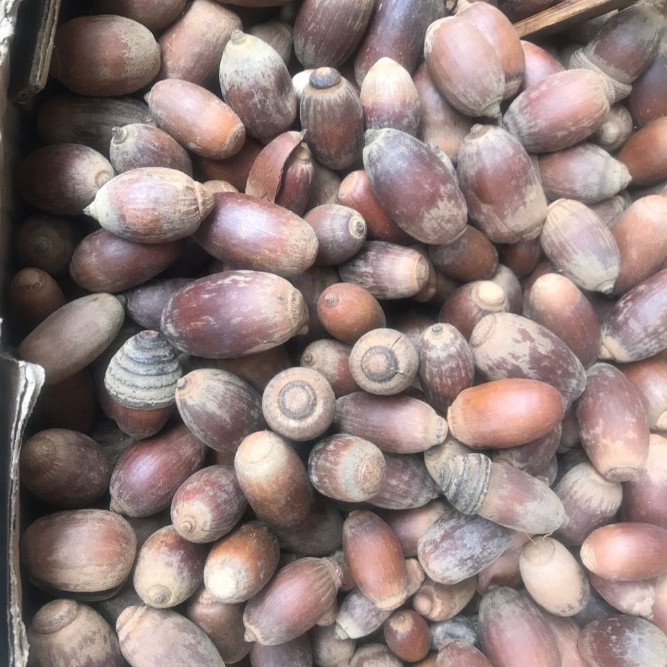 有仁堂狗鞭果 风流果 猪仔粒毛毛果500克【图片 价格 品牌 报价】