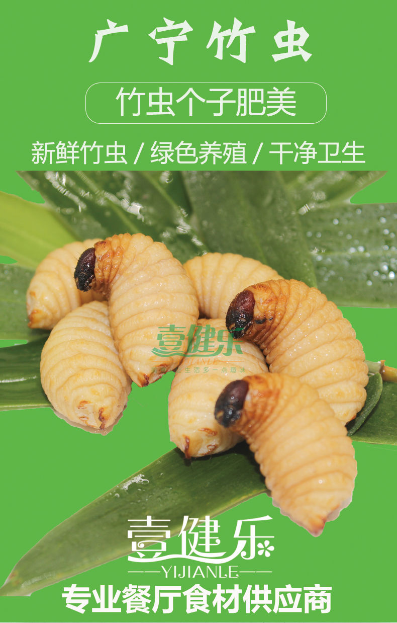广宁皇竹虫养殖新鲜蚂蚱活虫速冻笋虫烧烤食用昆虫竹蛹虫500g 速冻竹