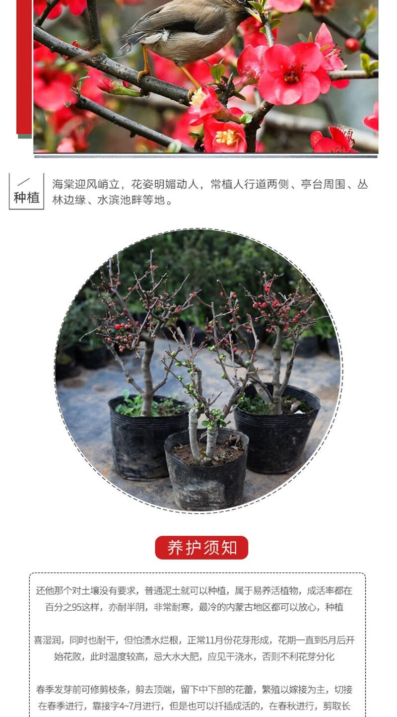 红梅腊梅海棠老桩盆景桂花九里香茶花可盆栽地栽颜色可选花期长耐寒